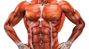 Human Body Muscle Diagram