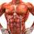 Human Body Muscle Diagram