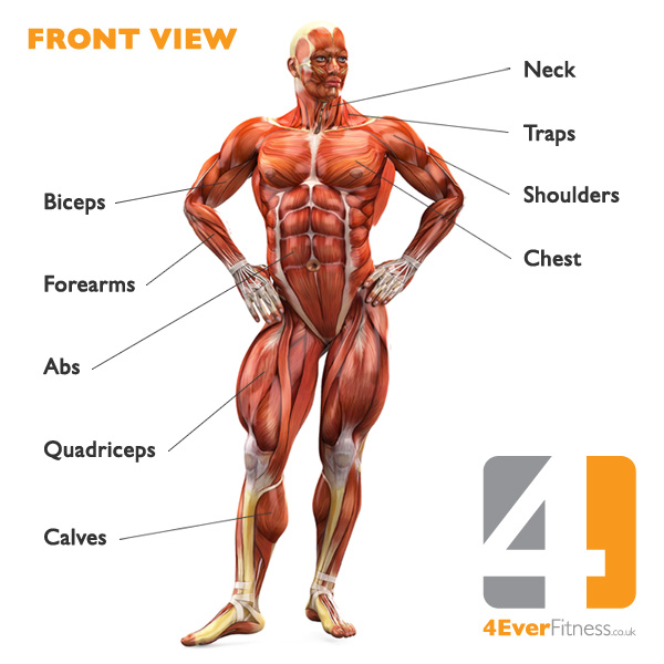 muscle of human body diagram